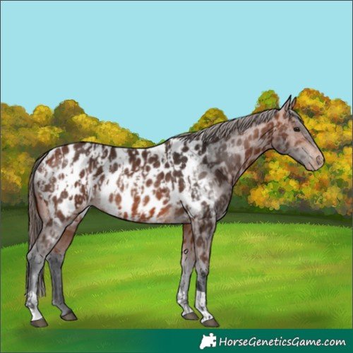Horse Color:Bay Appaloosa and Bay Appaloosa Rabicano
