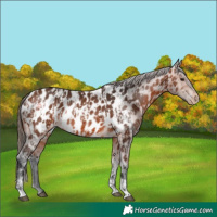 Horse Color:Bay Appaloosa  and Bay Appaloosa Rabicano 
