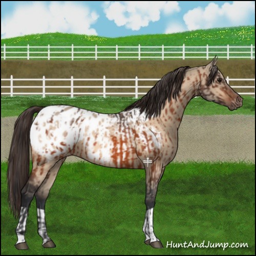 Horse Color:Bay Blanket  and Bay Dun Blanket 