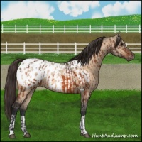 Horse Color:Bay Appaloosa  and Bay Dun Appaloosa 