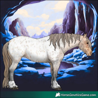 Horse Color:Bay Roan Appaloosa  and Buckskin Roan Appaloosa 