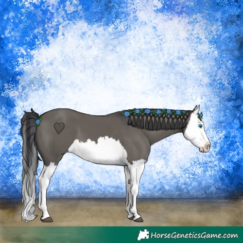 Horse Color:Grullo Splash 