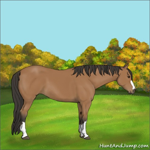Horse Color:Bay 
