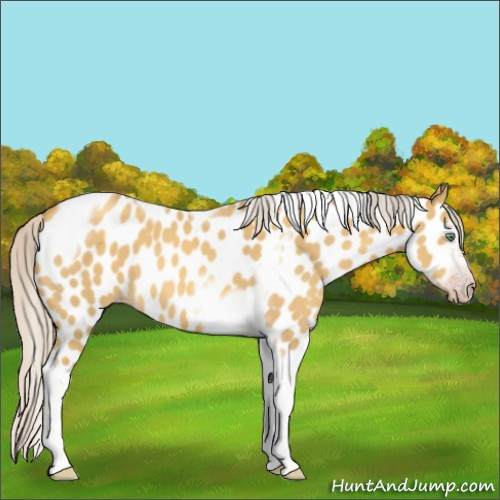Horse Color:Gray Silver Amber Cream Champagne Roan Dun Splash Tobiano Frame Appaloosa Rabicano