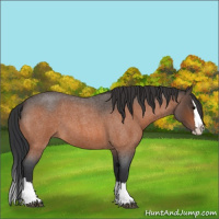 Horse Color:Bay Roan Splash
