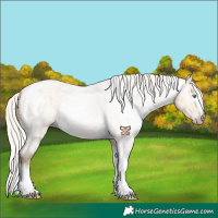Horse Color:Gray Silver Amber Cream Champagne Roan Dun Splash Tobiano Frame Varnish Rabicano 