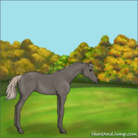 Horse Color:Silver Black