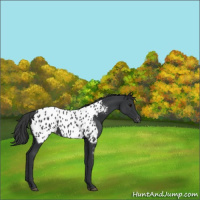 Horse Color:Black Appaloosa