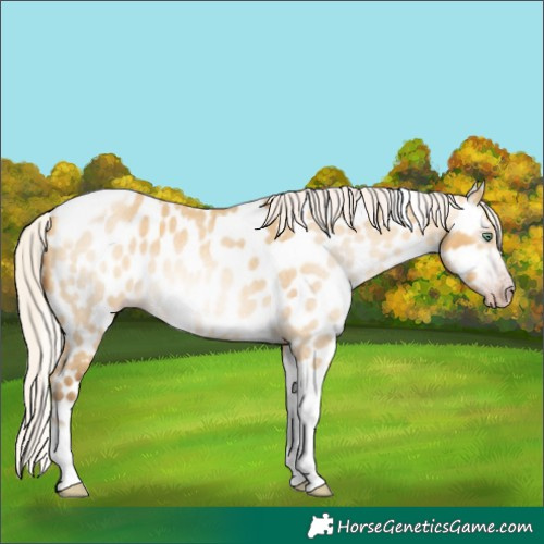 Horse Color:Gray Silver Amber Cream Champagne Roan Dun Splash Tobiano Frame Appaloosa Rabicano