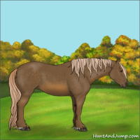 Horse Color:Chocolate Palomino 