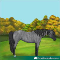 Horse Color:Unknown 
