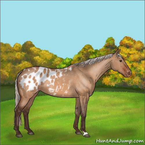 Horse Color:Silver Brown Dun Appaloosa