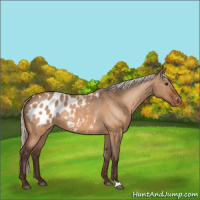 Horse Color:Silver Brown Dun Appaloosa 