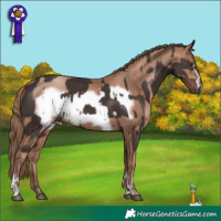 Horse Color:Liver Chestnut Mushroom  and Black Pearl Mushroom Frame 