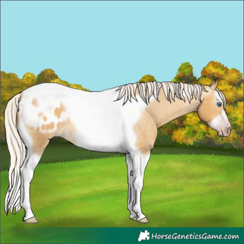 Horse Color:Gray Silver Amber Cream Champagne Roan Dun Splash Tobiano Frame Appaloosa Rabicano 