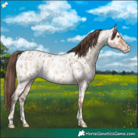 Horse Color:Amber Champagne Roan Appaloosa  and Amber Champagne Roan Appaloosa 
