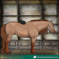 Horse Color:Red Dun