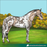 Horse Color:Grullo Tobiano Frame and Chocolate Palomino Pearl Tobiano Frame