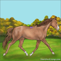 Horse Color:Gold Champagne Splash