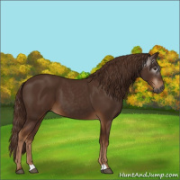 Horse Color:Gray Chestnut 