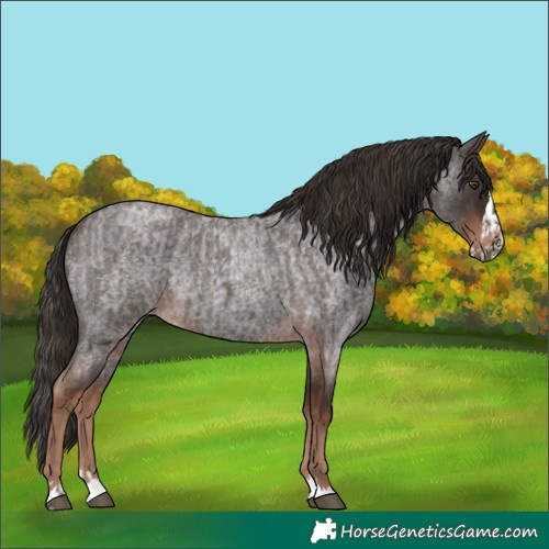 Horse Color:Liver Red Roan  and Liver Red Roan Splash 