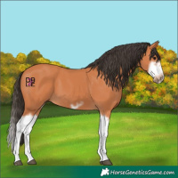 Horse Color:Bay Splash Frame