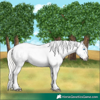 Horse Color:Gray Silver Amber Cream Champagne Roan Dun Splash Tobiano Frame Appaloosa Rabicano 