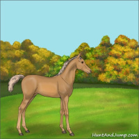 Horse Color:Palomino 