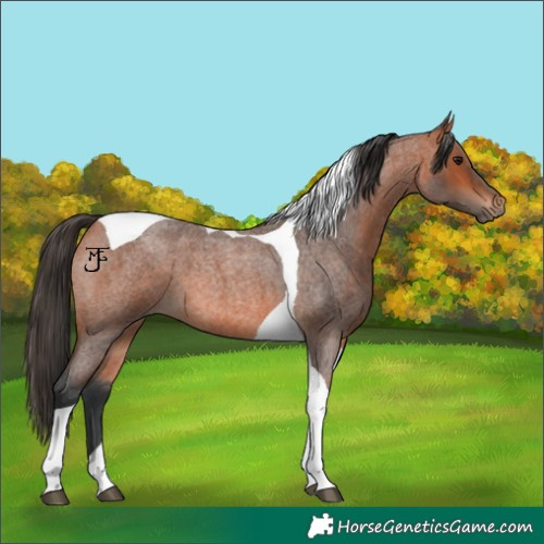 Horse Color:Bay Roan Tobiano 