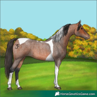 Horse Color:Bay Roan Tobiano
