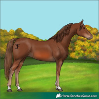 Horse Color:Chestnut 