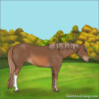 Horse Color:Chestnut 