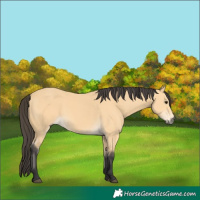 Horse Color:Buckskin 