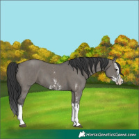 Horse Color:Grullo Sabino Splash  and Grullo Sabino Splash 