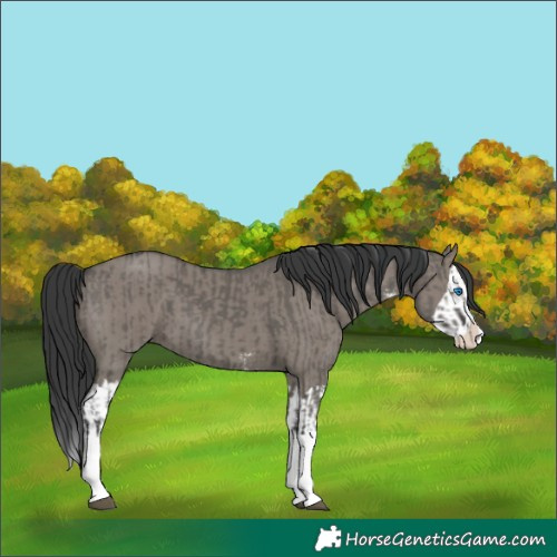 Horse Color:Grullo Sabino Splash  and Grullo Sabino Splash 