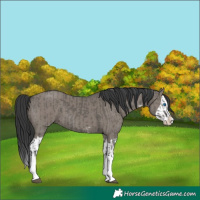 Horse Color:Grullo Sabino Splash  and Grullo Sabino Splash 