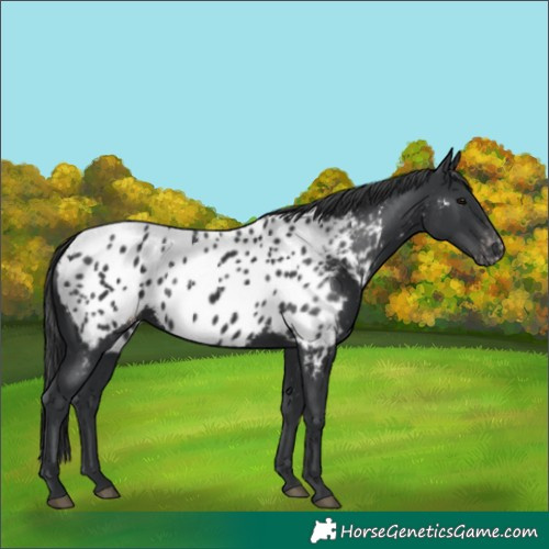 Horse Color:Black Appaloosa 