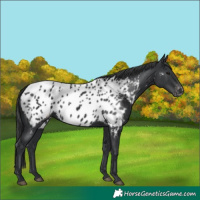 Horse Color:Black Appaloosa 