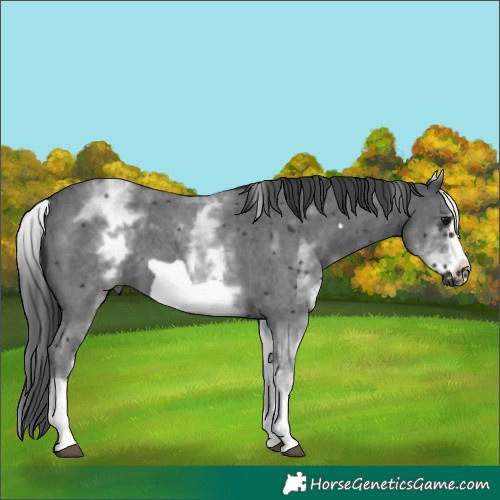 Horse Color:White Spotted Black Sabino Frame 