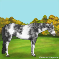 Horse Color:White Spotted Black Sabino Frame 