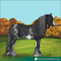 Horse Color:White Spotted Black Sabino Frame 