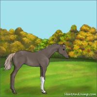 Horse Color:Silver Black