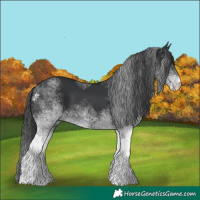 Horse Color:White Spotted Black