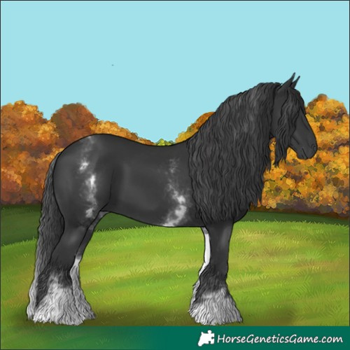 Horse Color:White Spotted Black 