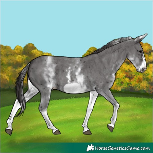 Horse Color:White Spotted Smoky Black Sabino Frame 