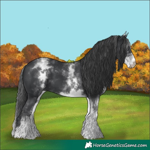 Horse Color:White Spotted Black 