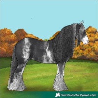 Horse Color:White Spotted Black