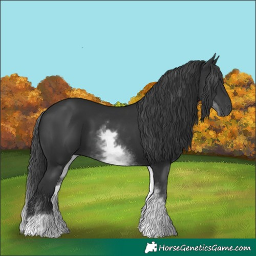 Horse Color:White Spotted Black