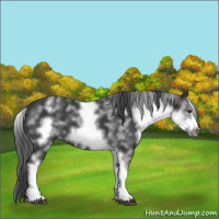 Horse Color:White Spotted Black Sabino Frame 