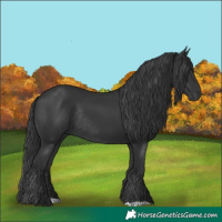 Horse Color:Black Rabicano 
